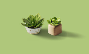 Plants Plants